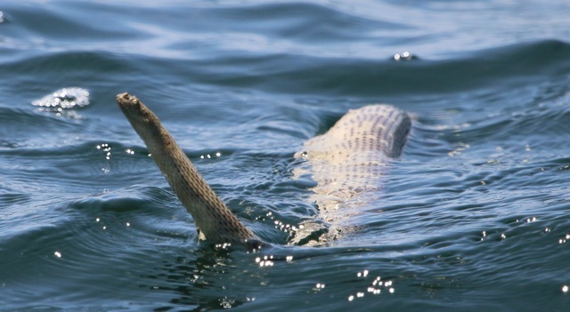 Project A8 - Exploring the status of Western Australian sea snakes ...